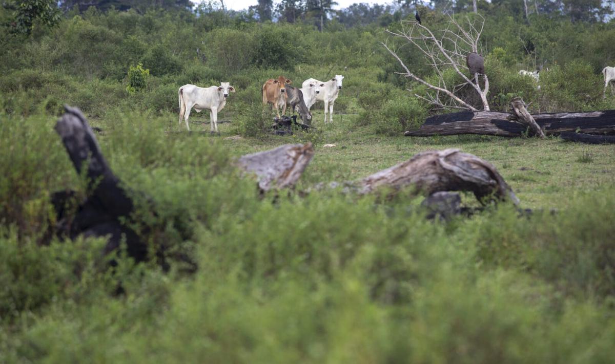 An aerial view of a large cattle ranch in a deforested area of the Amazon rainforest, with cattle grazing on cleared land and a small patch of remaining forest in the background.