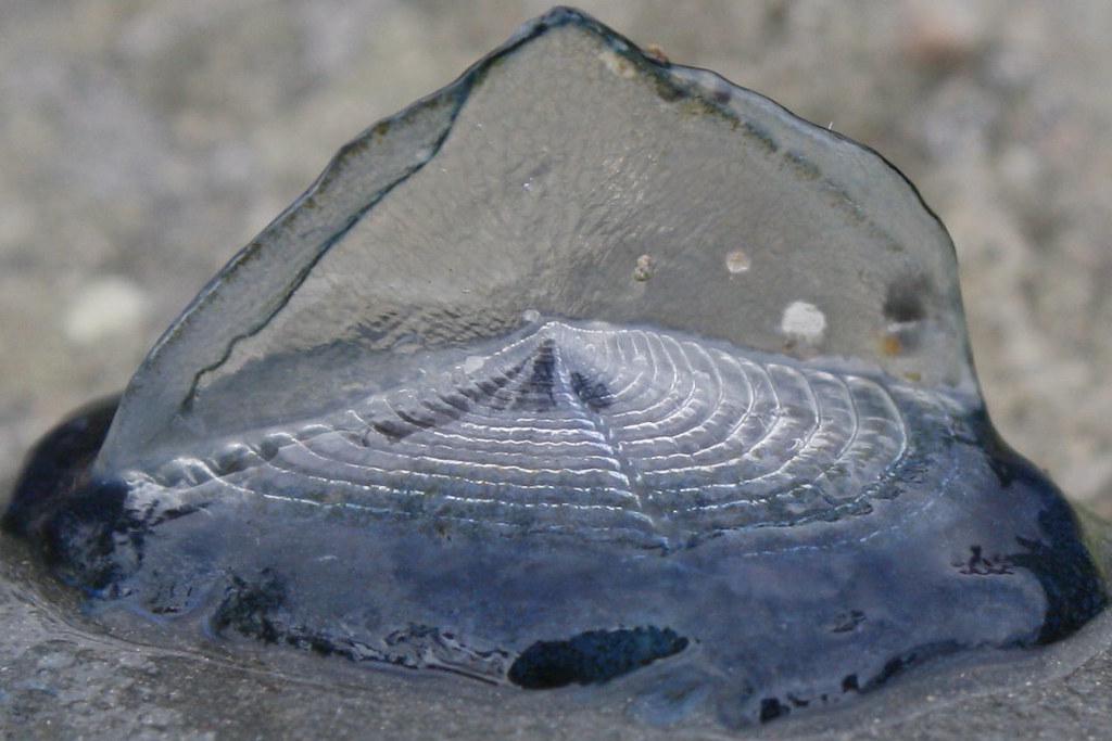 Close-up photograph of a single velella velella, showing its bright blue sail and translucent body