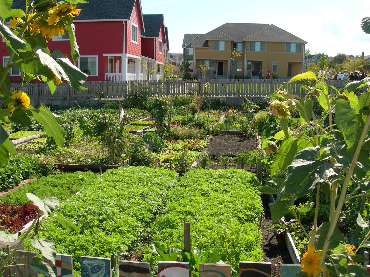 An urban community garden, showcasing the role of green spaces in improving local air quality and fostering community engagement