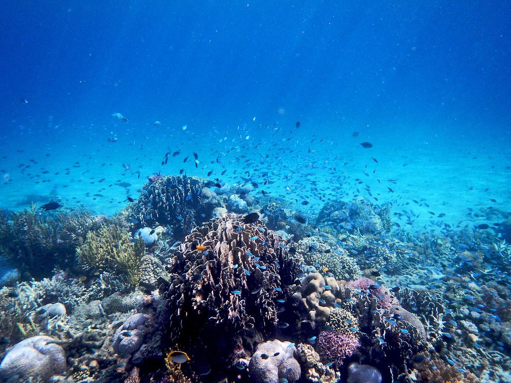 A striking contrast between a vibrant, healthy coral reef and a bleached, lifeless one, illustrating the profound impact of climate change on marine ecosystems.