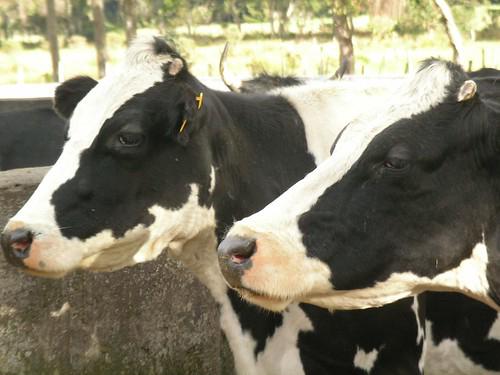 An image illustrating income diversification opportunities in sustainable livestock farming, such as organic dairy products and ecotourism experiences.