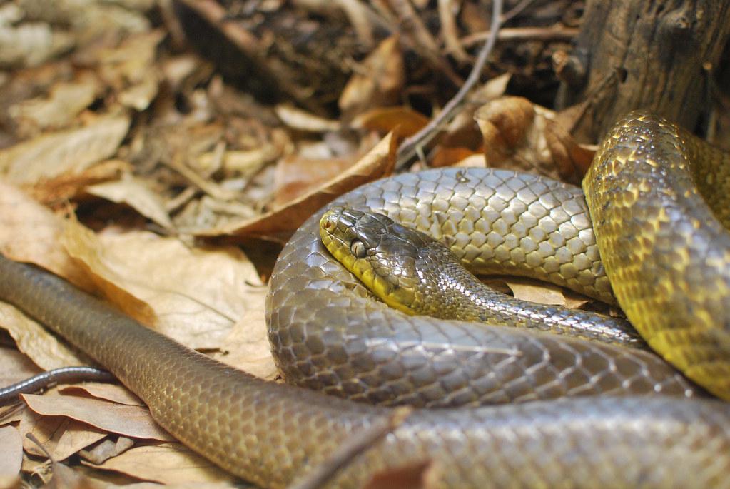 A visual representation of the destructive impact of invasive species on native ecosystems, such as the brown tree snake on the island of Guam.