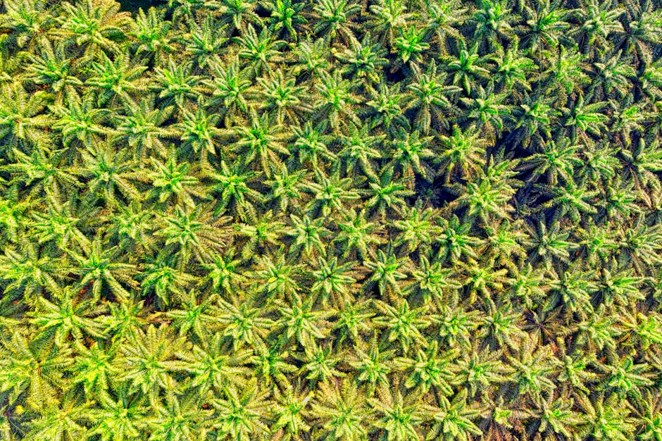 An aerial view of a vast palm oil plantation in Indonesia, with rows of oil palm trees stretching to the horizon and a small patch of remaining rainforest visible in the distance.