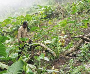 An image showing subsistence farming practices in a low-income nation.