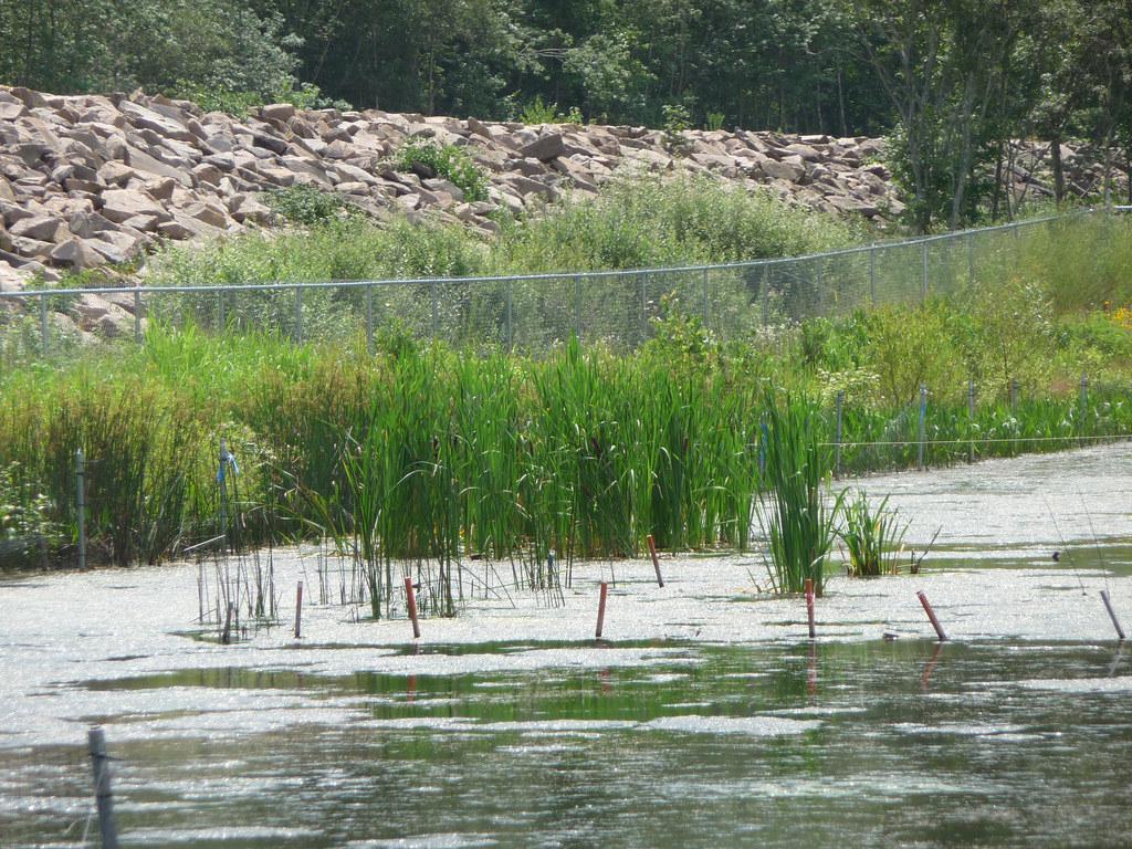 A wetland restoration project, with volunteers planting native vegetation and wildlife, such as birds and amphibians, visible in the restored habitat.