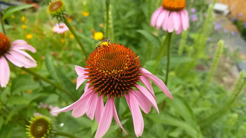 A wildlife-friendly garden, featuring native plants, bird feeders, and other habitat elements that attract and support local wildlife species.